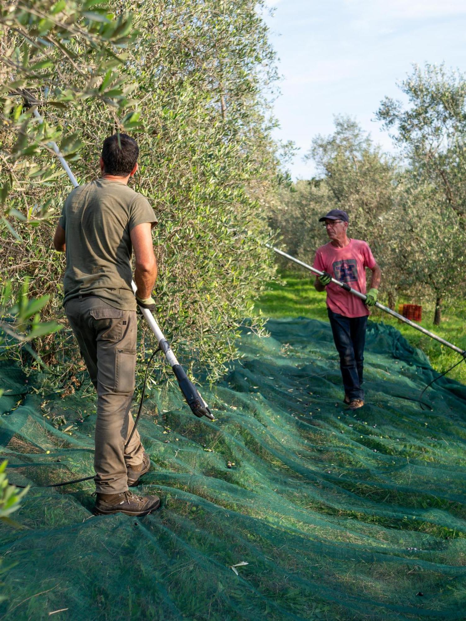 Podere Le Mezzelune Bibbona Bagian luar foto
